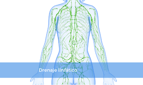 Sistema linfático
